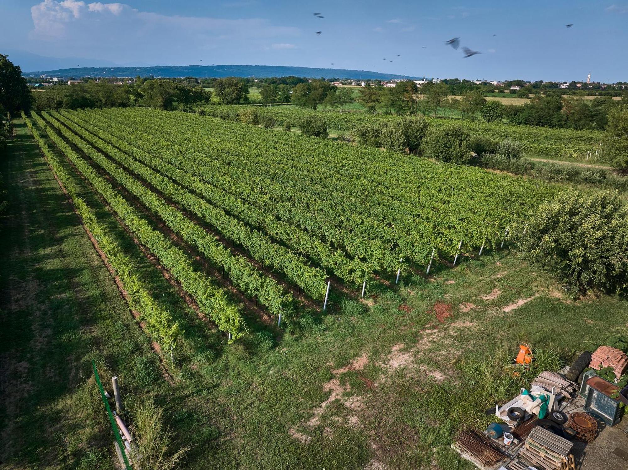Agriturismo Zappare Farm Hotel Trevignano Exterior foto
